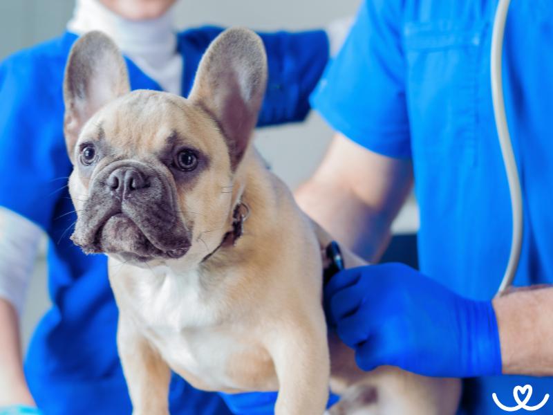 Jak-naucit-psa-chodit-k-veterinari (4)